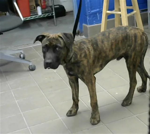 A young medium-sized male Pit Bull Terrier dog named Boog for adoption in Albuquerque, NM