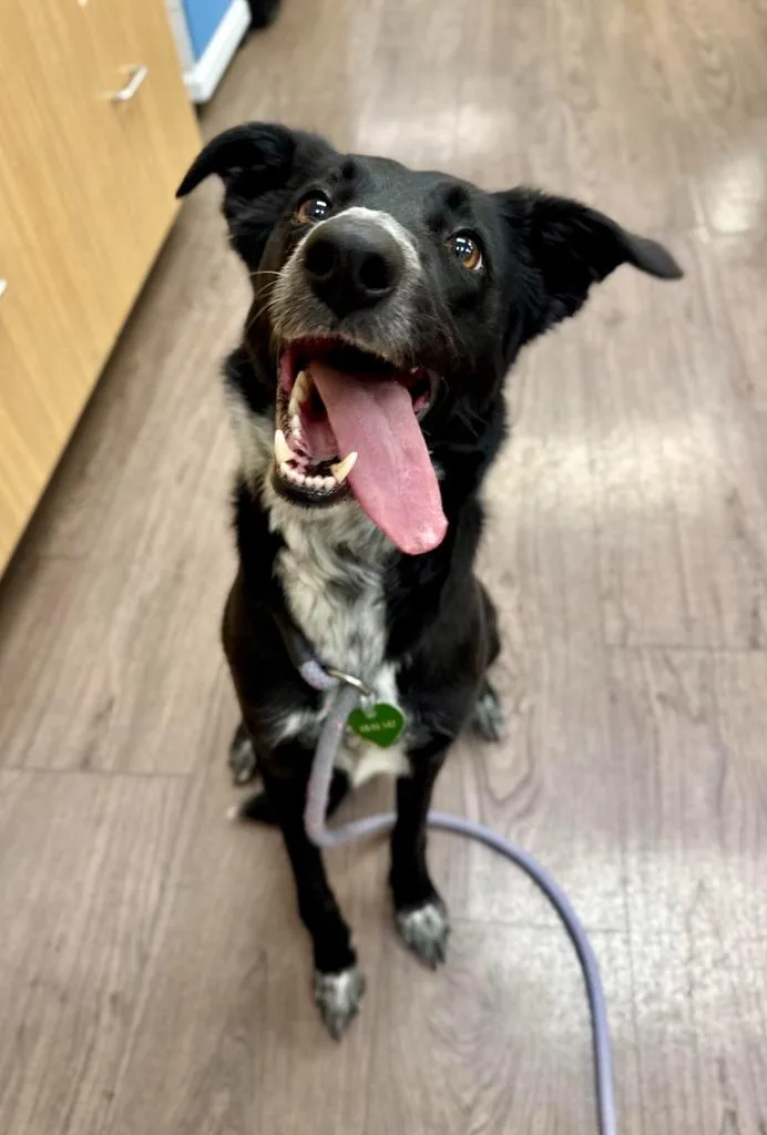 A young medium-sized female McNab dog named Cricket for adoption in Gillette, WY