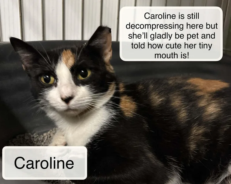 An adult medium-sized female Calico Domestic Short Hair cat named Caroline for adoption in Ellicott City, MD