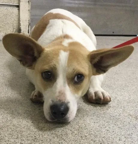 A young medium-sized male Parson Russell Terrier dog named Joe for adoption in Riverside, CA