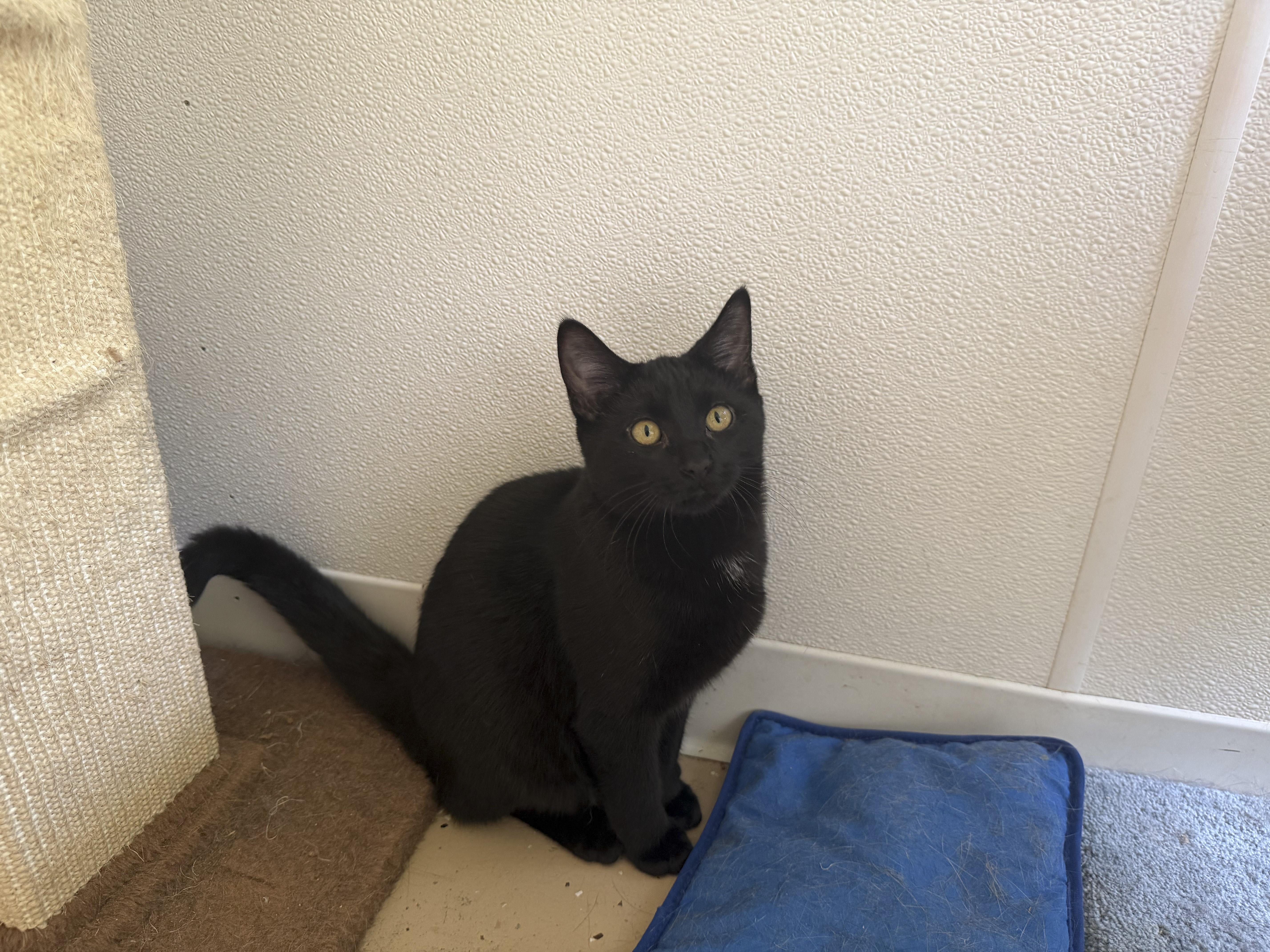 A young large-sized male Domestic Short Hair cat named Klein for adoption in Eagle River, WI