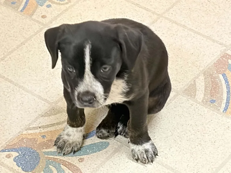 A baby medium-sized female Pit Bull Terrier dog named Georgina for adoption in Arlee, MT