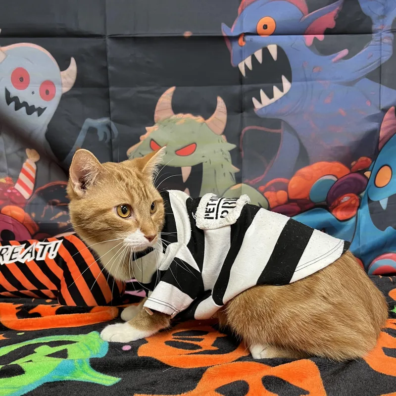An adult medium-sized male Tabby (Orange / Red) Domestic Short Hair cat named Romeo for adoption in Fairmont, MN