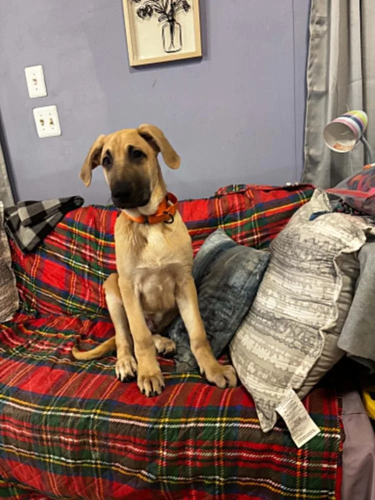A baby large-sized male Great Dane dog named Hugo for adoption in Dutton, VA