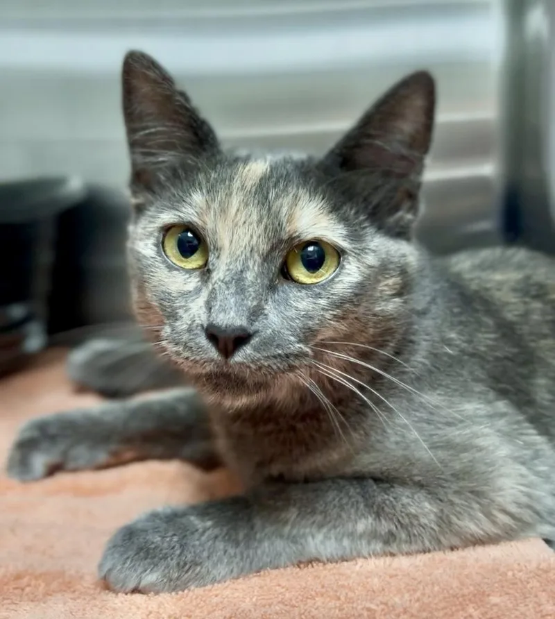 A young small-sized female Domestic Short Hair cat named Ariel for adoption in Jamestown, CA