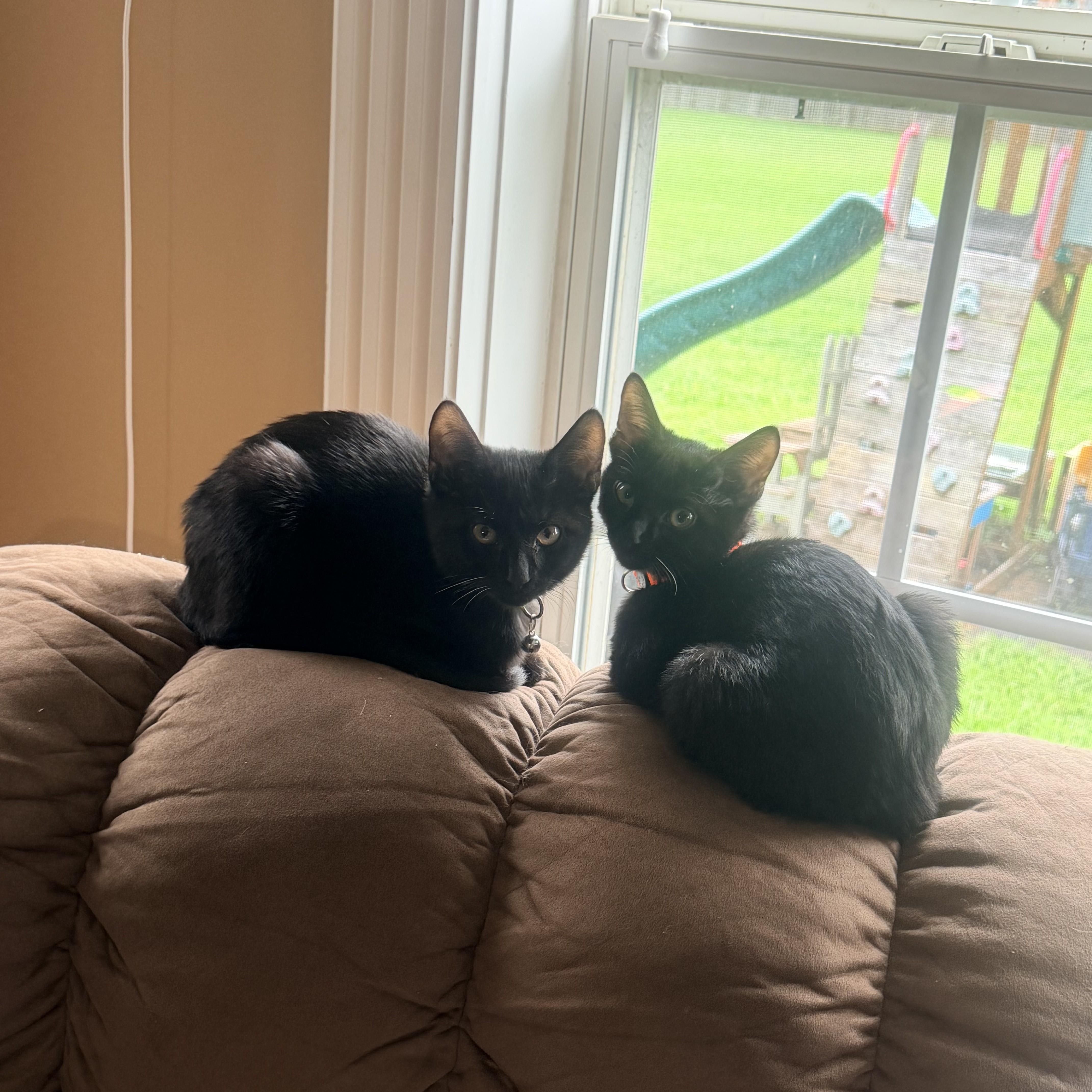 A baby small-sized male Black Domestic Short Hair cat named Tito & Carlo for adoption in Nashville, TN