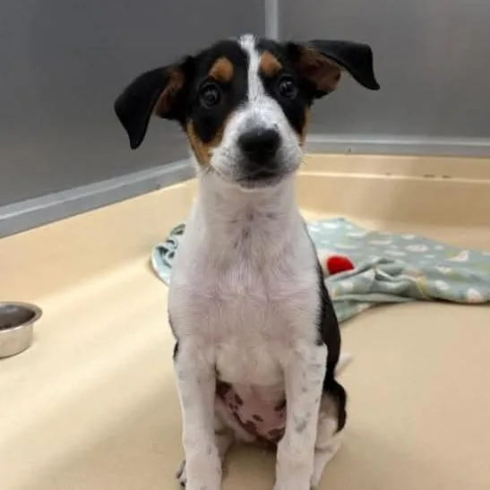 A baby small-sized female White / Cream Hound dog named Pepper for adoption in Chantilly, VA