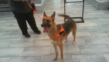 A young medium-sized male German Shepherd Dog dog named Booker for adoption in Charlotte, NC