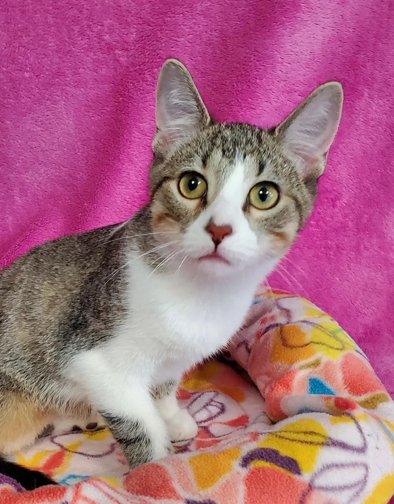 A baby medium-sized female Domestic Short Hair cat named Ginger for adoption in Greenville, IL