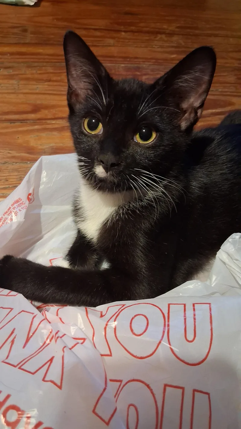 A baby small-sized male Domestic Short Hair cat named Sketchy for adoption in Randolph, AL