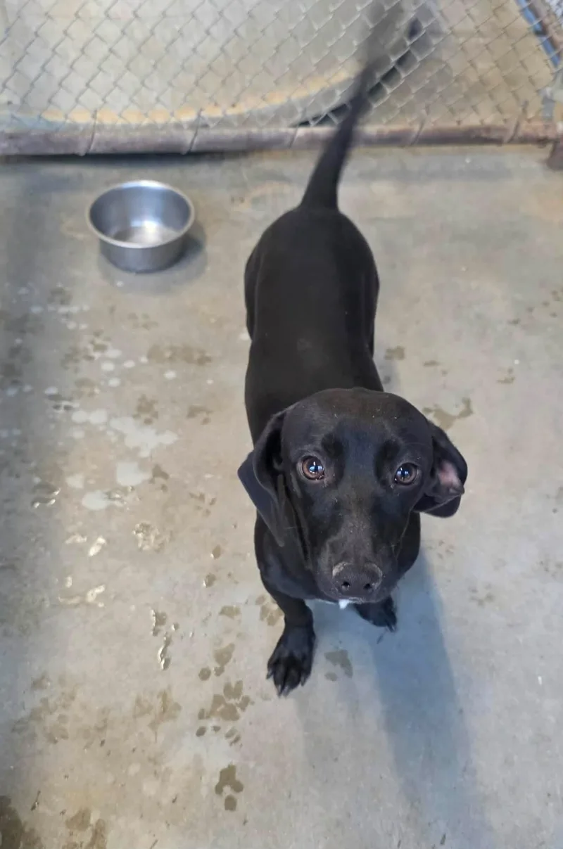 An adult small-sized male Dachshund dog named Buzz for adoption in Windsor, CO