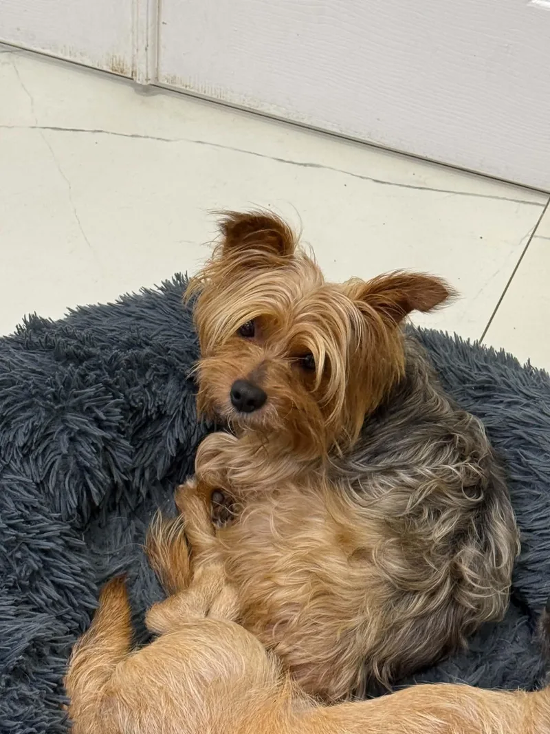 An adult small-sized male Merle (Red) Silky Terrier dog named Chase for adoption in LEHIGH ACRES, FL