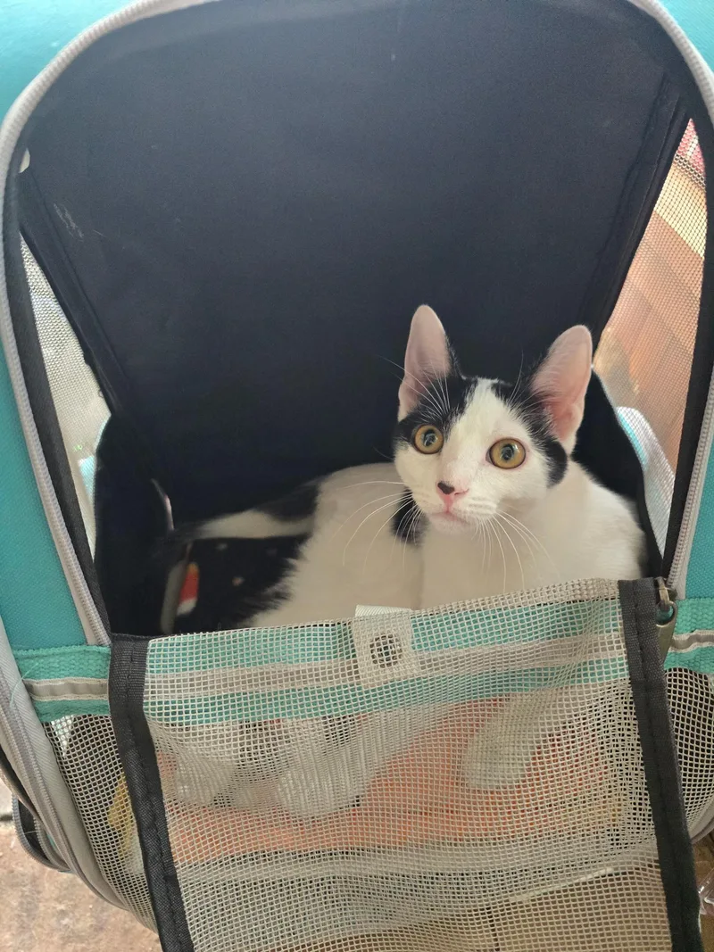 A baby small-sized male Black & White / Tuxedo Domestic Short Hair cat named Denim for adoption in Highland, IN