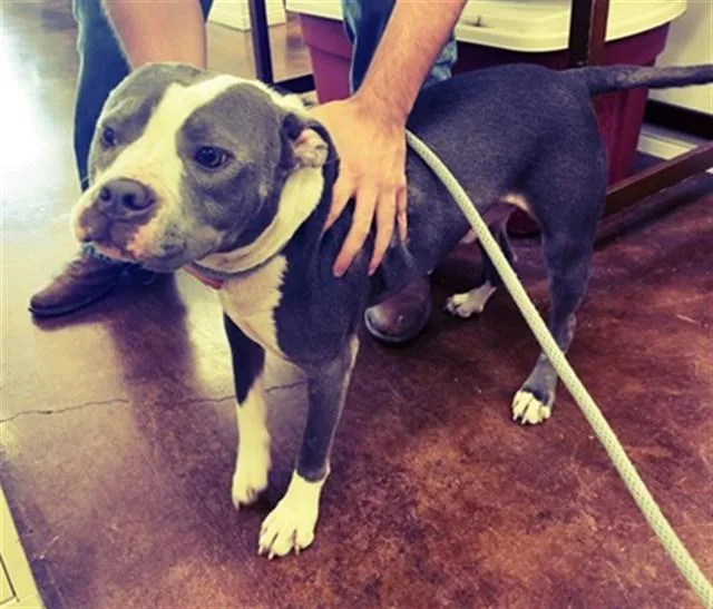 An adult medium-sized male Pit Bull Terrier dog named Finn for adoption in Killeen, TX
