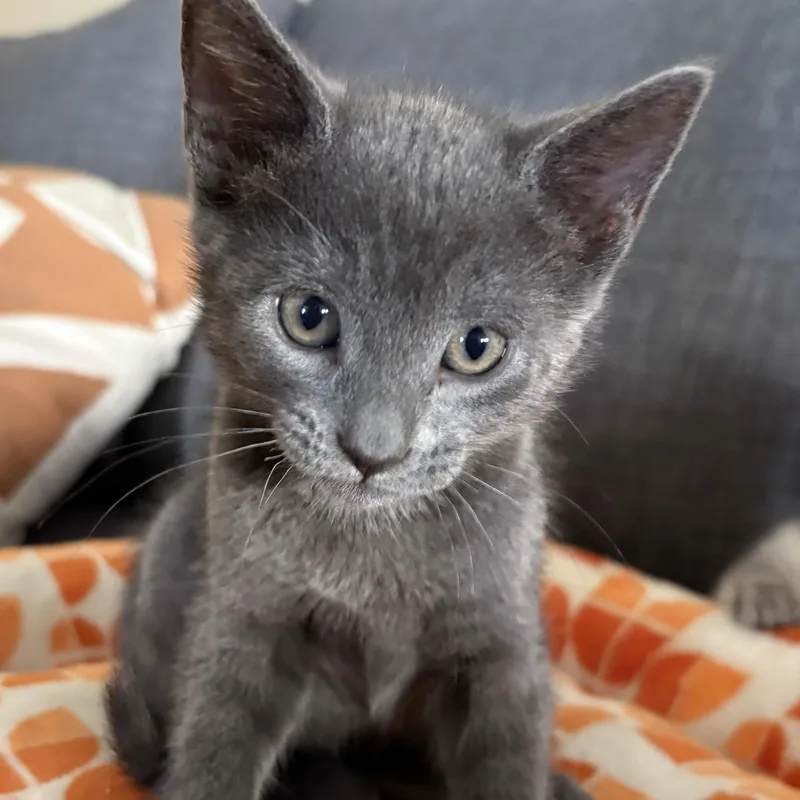 A baby medium-sized female Gray / Blue / Silver Russian Blue cat named Caviar for adoption in Santa Ana, CA