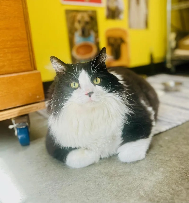 An adult large-sized male Domestic Long Hair cat named George for adoption in Sanford, NC