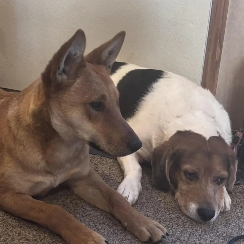 An adult medium-sized male Beagle dog named Alex for adoption in Heber Springs, AR