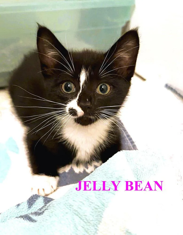 A baby small-sized male Black & White / Tuxedo Domestic Short Hair cat named Jelly Bean for adoption in Mooresville, NC