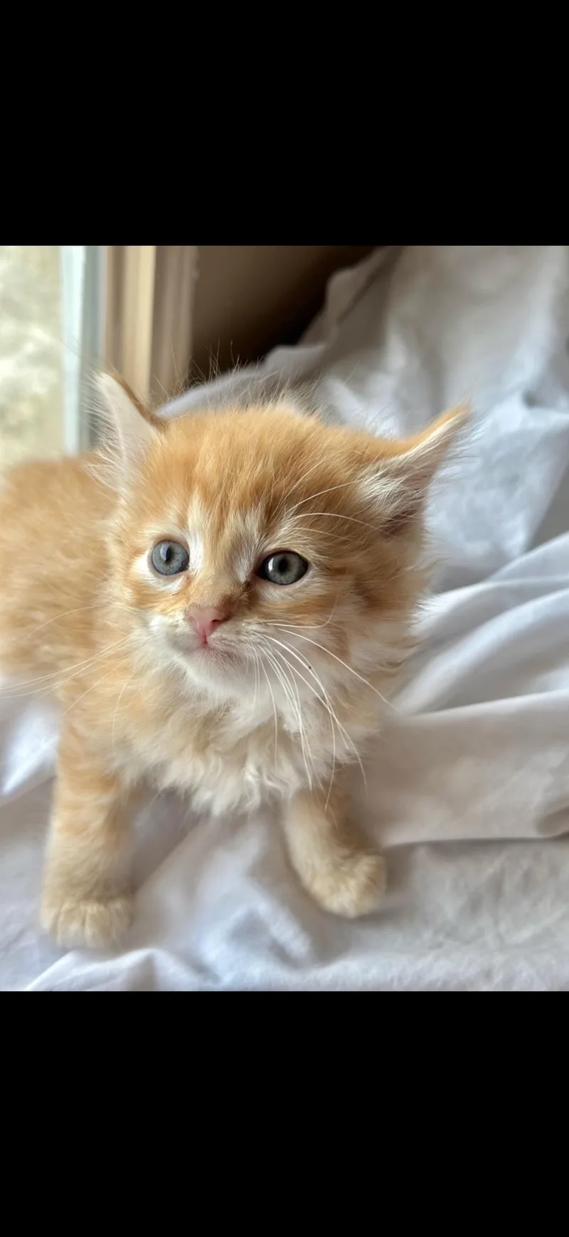 A baby large-sized male Cream Point Maine Coon cat named Mango for adoption in toledo, OH