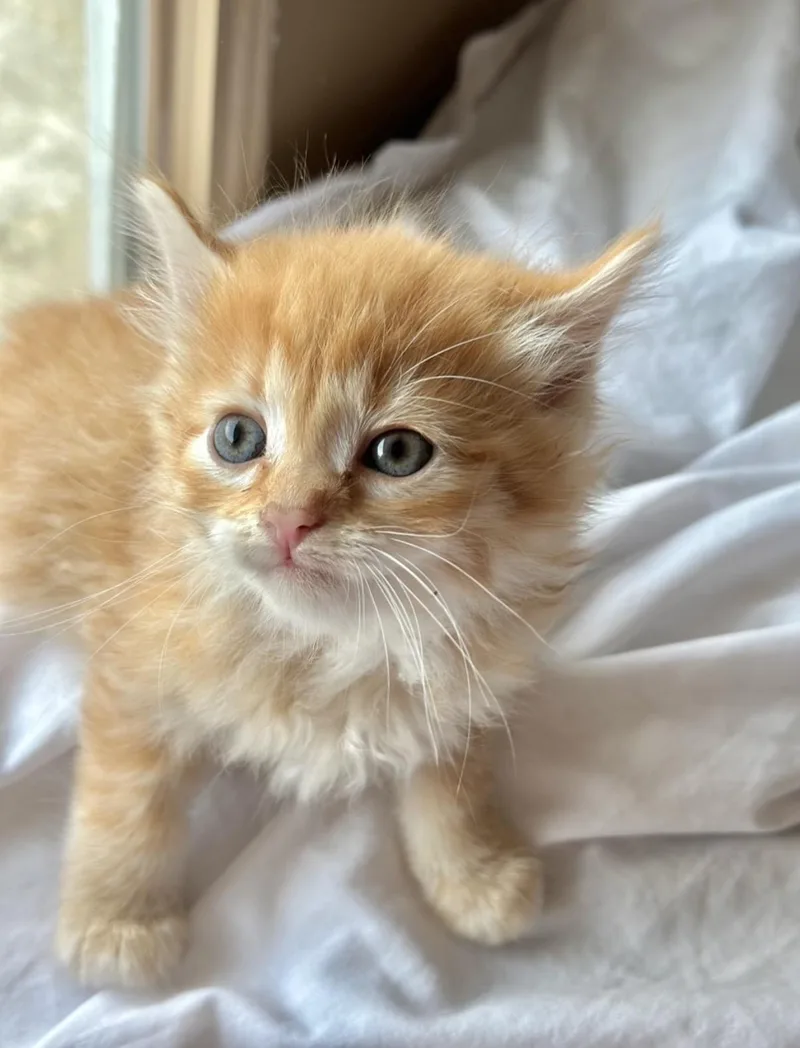 Mango thumbnail 2