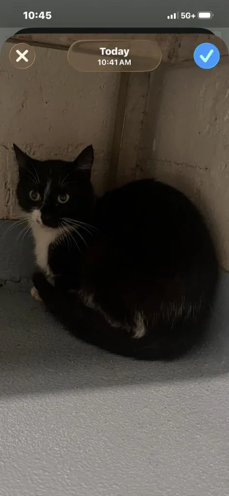 A young medium-sized male Domestic Short Hair cat named Arabella for adoption in Cartersville , GA