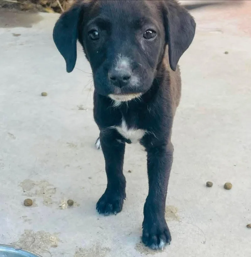 A baby small-sized male Boxer dog named Caleb for adoption in santa monica, CA