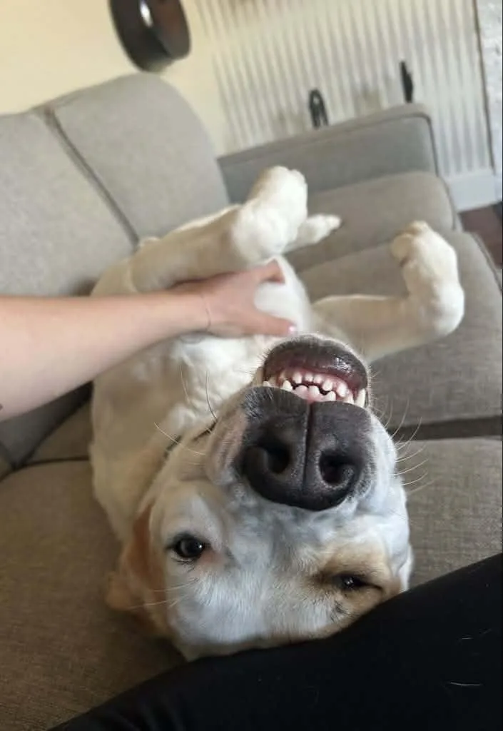 An adult large-sized male Hound dog named Maxey for adoption in Blue Bell, PA