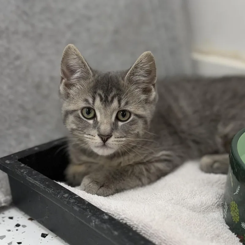 A baby small-sized female Domestic Short Hair cat named Odyssey for adoption in Portage, MI