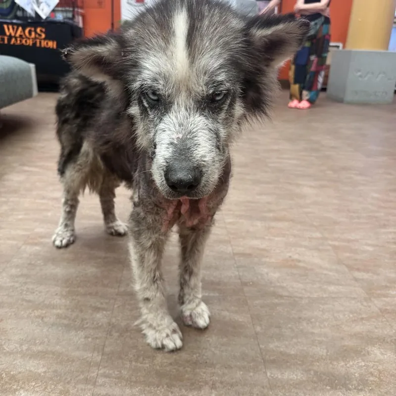 An adult medium-sized male Gray / Blue / Silver Husky dog named WAGSStray for adoption in Westminster, CA