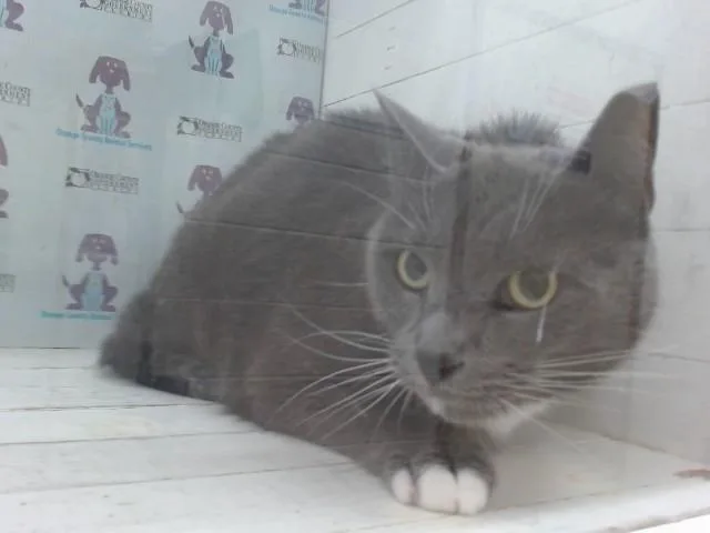 A senior small-sized male Domestic Short Hair cat named Petruchio for adoption in Orlando, FL