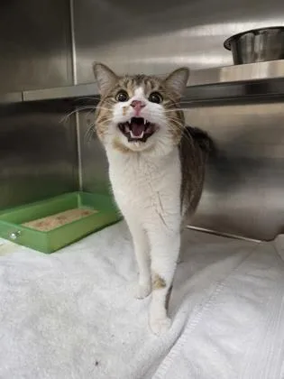 An adult medium-sized male Domestic Short Hair cat named Lou for adoption in Westland, MI