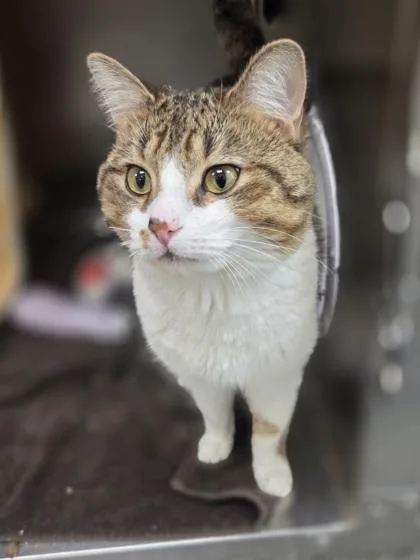 Lou thumbnail 3