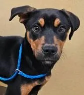 A young large-sized male Rottweiler dog named Connor for adoption in Hillsboro, NH