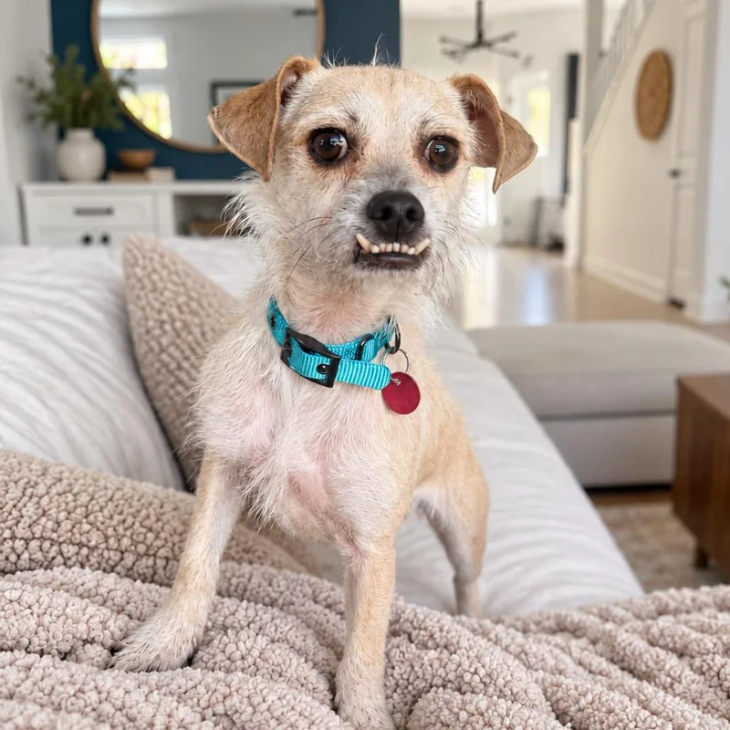 A baby small-sized male Apricot / Beige Terrier dog named Chowder for adoption in Las Vegas, NV
