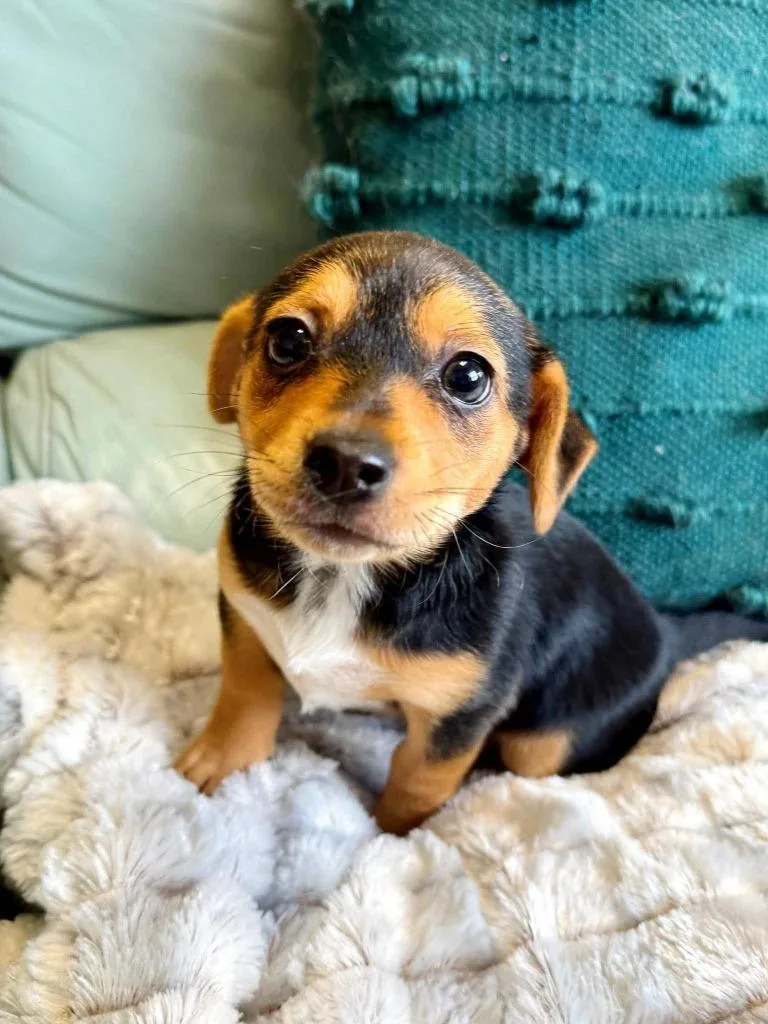 Cocktail Weenie