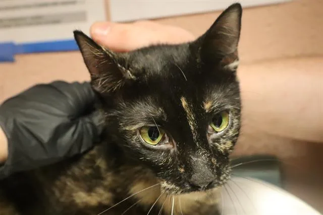 An adult medium-sized female Domestic Short Hair cat named Grandma for adoption in Columbia, SC