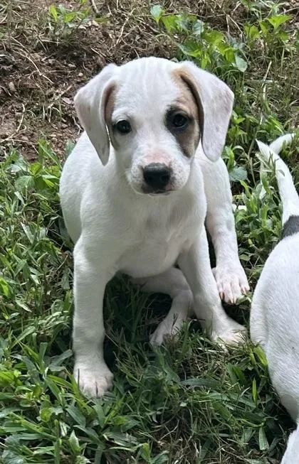 A baby small-sized female Mixed Breed dog named Lillian for adoption in Cumming, GA