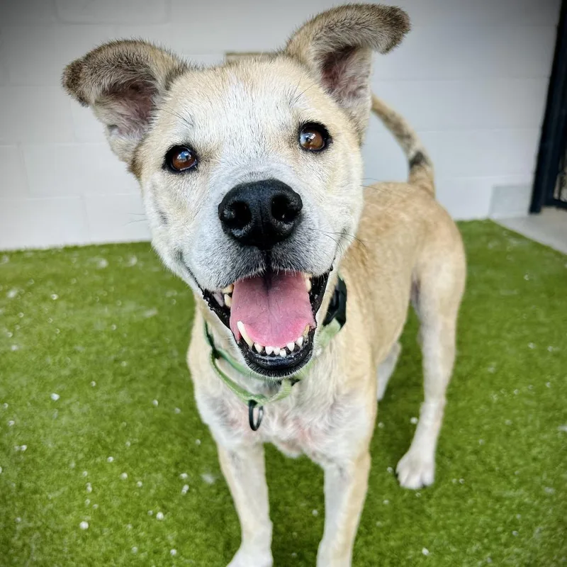 A senior medium-sized female Yellow / Tan / Blond / Fawn Mixed Breed dog named Mako for adoption in Englewood, FL