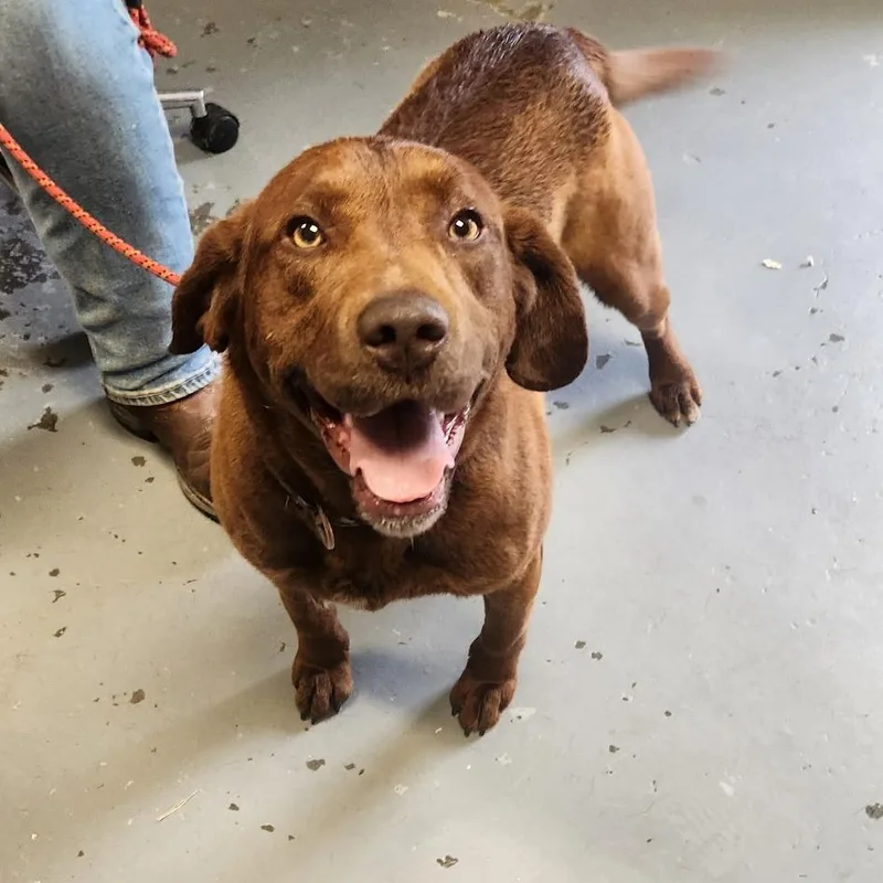 An adult medium-sized female Brown / Chocolate Chocolate Labrador Retriever dog named Dasher for adoption in Berea, KY