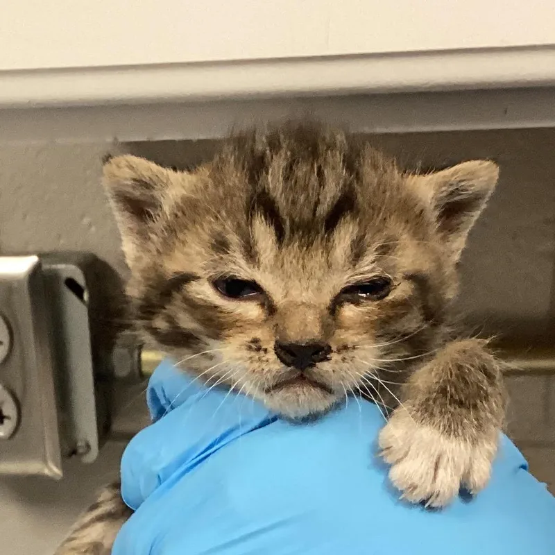 A baby small-sized male Brown / Chocolate Domestic Short Hair cat named Toodles for adoption in Greenville, SC