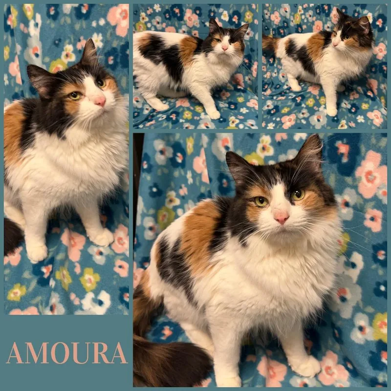 Amoura