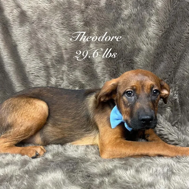 A baby medium-sized male Shepherd dog named Theodore for adoption in Parker, CO