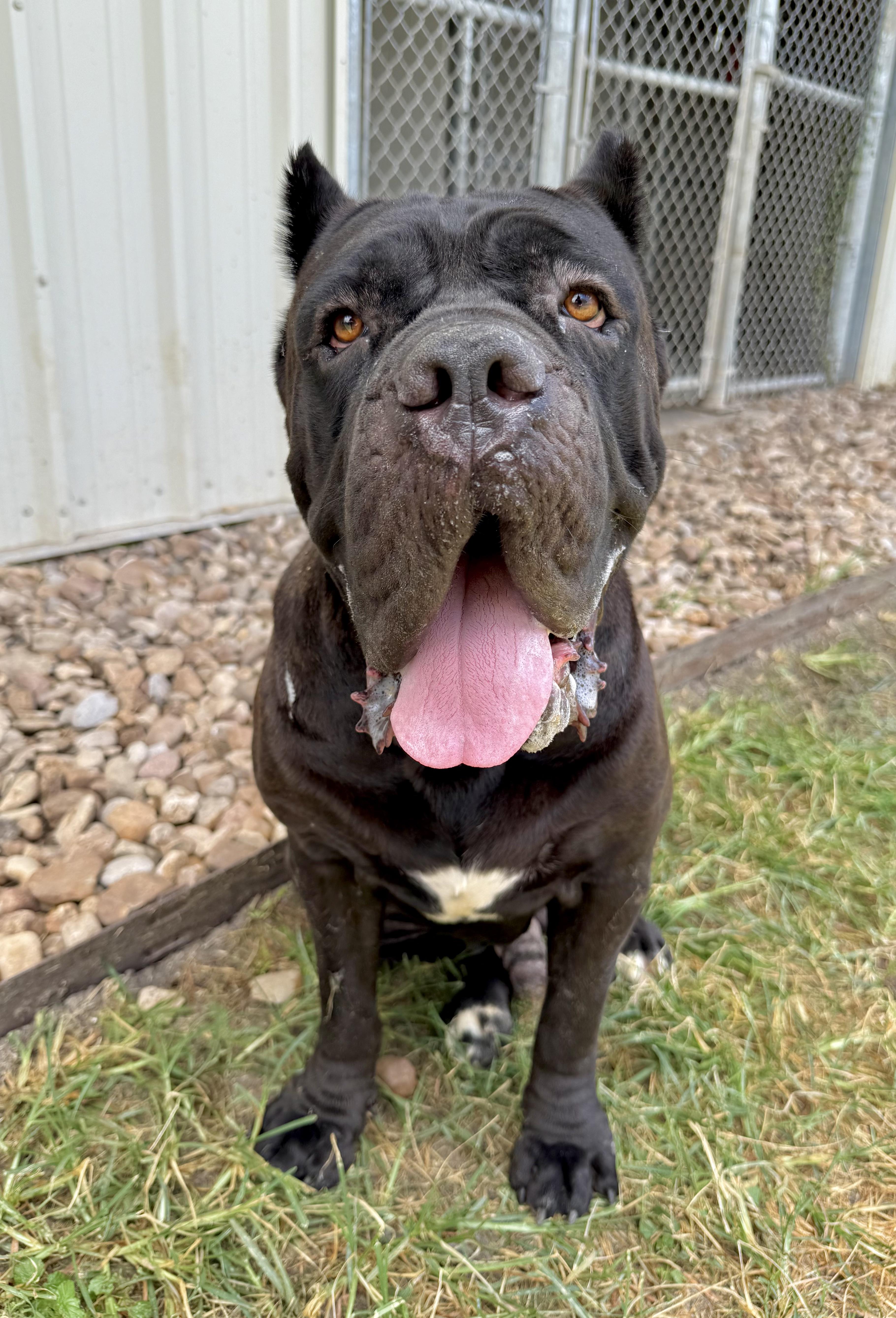 An adult extra large-sized male Pit Bull Terrier dog named Onyx for adoption in Eagle, ID