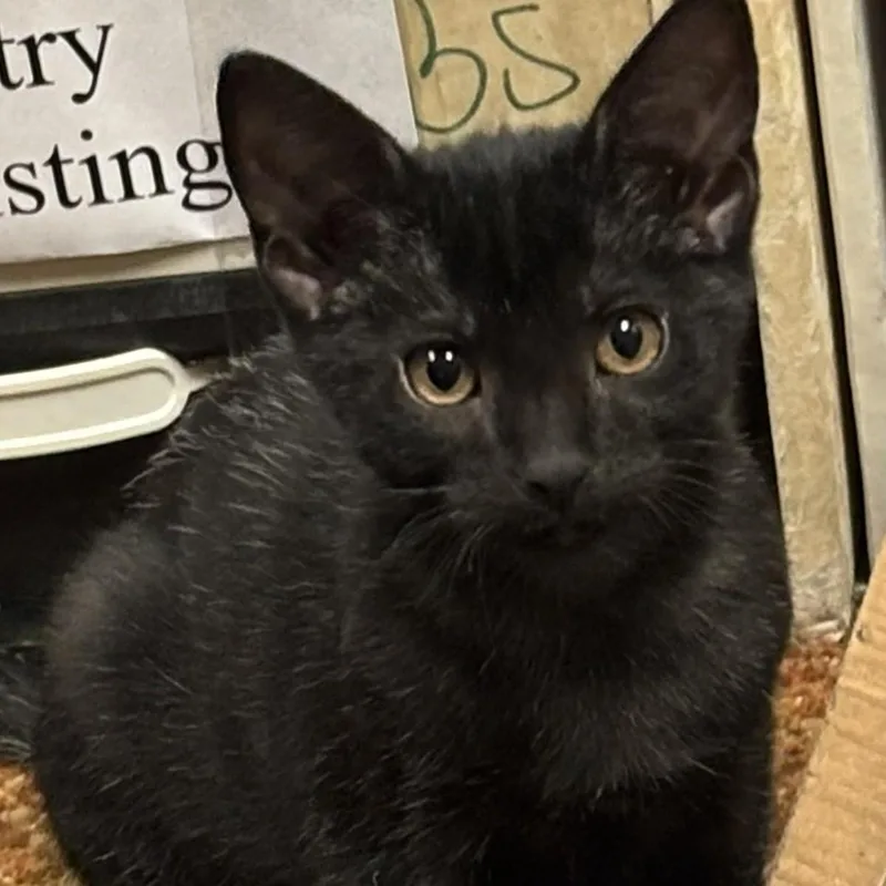 A baby small-sized male Black Domestic Short Hair cat named E.t. for adoption in Orange, CA