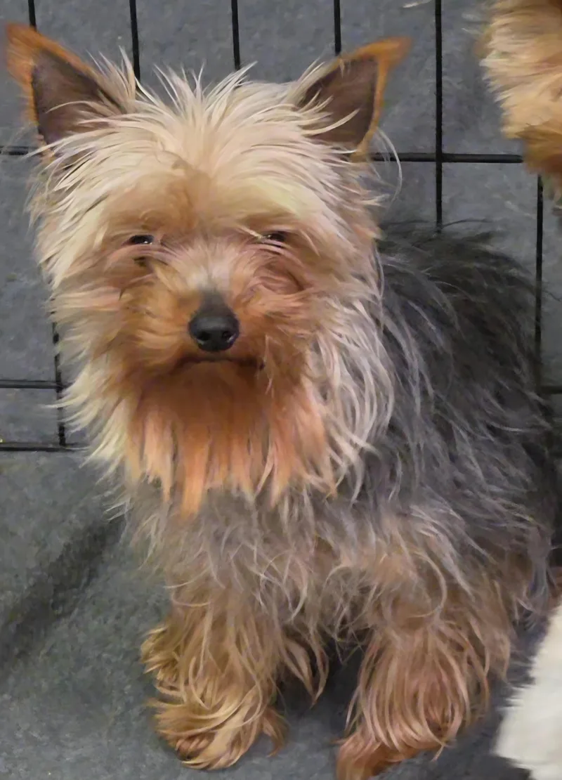 A young small-sized female Black Yorkshire Terrier dog named Spice for adoption in LaGrange, IN