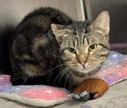 An adult small-sized male Domestic Short Hair cat named Auggie for adoption in Carrollton, TX