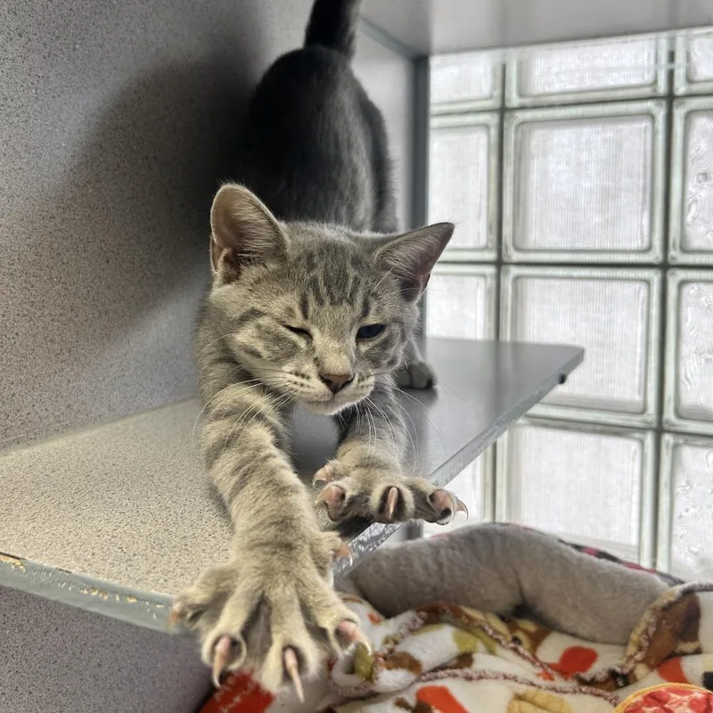 A baby small-sized male Gray / Blue / Silver Domestic Short Hair cat named Obiwan for adoption in Huntsville, AL