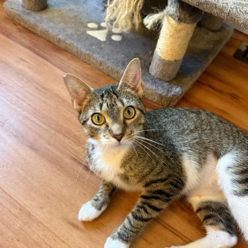 A baby small-sized male Tabby (Brown / Chocolate) Domestic Short Hair cat named Brouhaha for adoption in Toms River, NJ