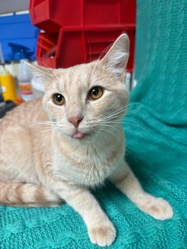 An adult large-sized female Tabby (Buff / Tan / Fawn) Domestic Short Hair cat named Bear for adoption in Waterloo, IA