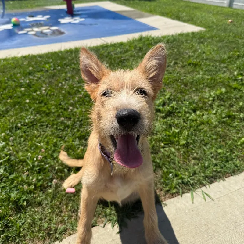 A young medium-sized female Yellow / Tan / Blond / Fawn Shepherd dog named Heidi for adoption in Branford, CT